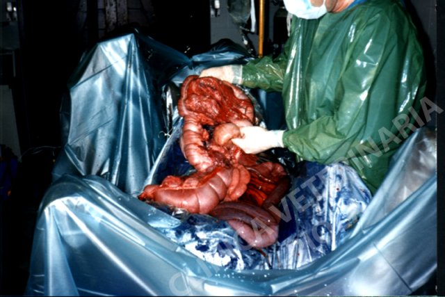 Aderenze da rodococco